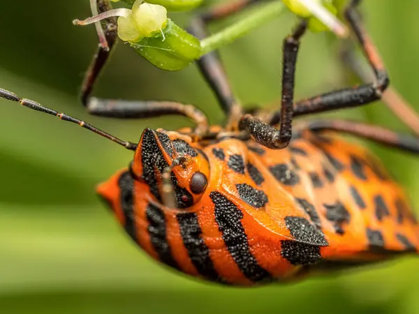 stock image Closeup shot of European Striped Shield Bug hanging downside on a plant stem