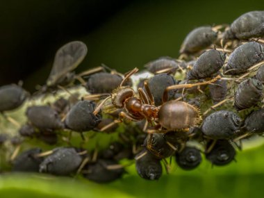 Yaprak bitleri ve kahverengi karınca kolonisine yakın.