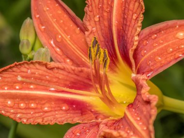 Çiçek açmış portakallı çiçeğe yakın çekim