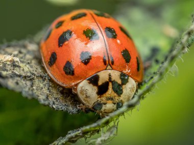Yeşil yapraklı Asyalı uğur böceğine yakın çekim