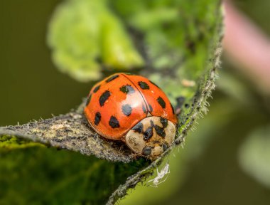 Yeşil yapraklı yaprak biti yiyen Asyalı uğur böceğine yakın çekim