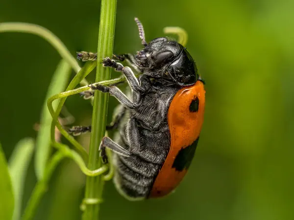 stock image Macro shot of ant bag beetle sitting on a grass spike