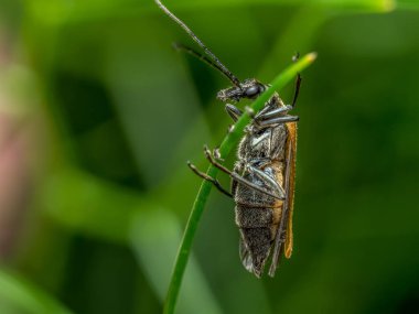 Closeup of click beetle climbing on a garden plant clipart