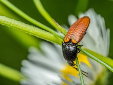 Bir çiçek sapına tıklama böceğinin yakın çekimi