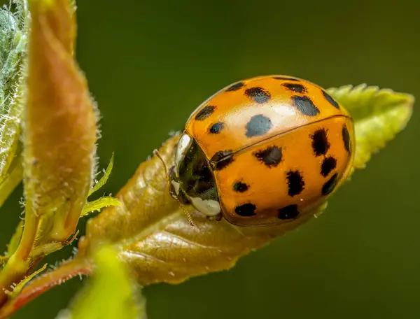 stock image Closeup of Asian ladybird on green leaf