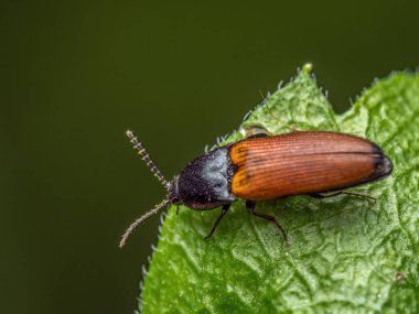Çiçek yaprağındaki klik böceğinin yakın çekimi