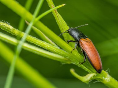 Bir çiçek sapına tıklama böceğinin yakın çekimi