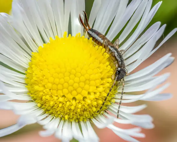 stock image Closeup shot of ring-legged earwig captured inside wild flower cup