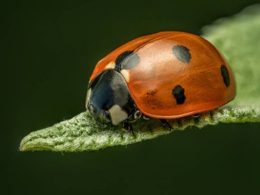 Yeşil yapraklı uğur böceğine yakın çekim