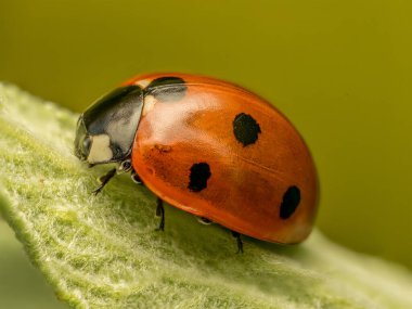 Yeşil yapraklı uğur böceğine yakın çekim