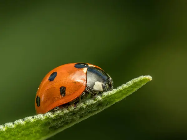 Stock image Closeup of Ladybird on green leaf