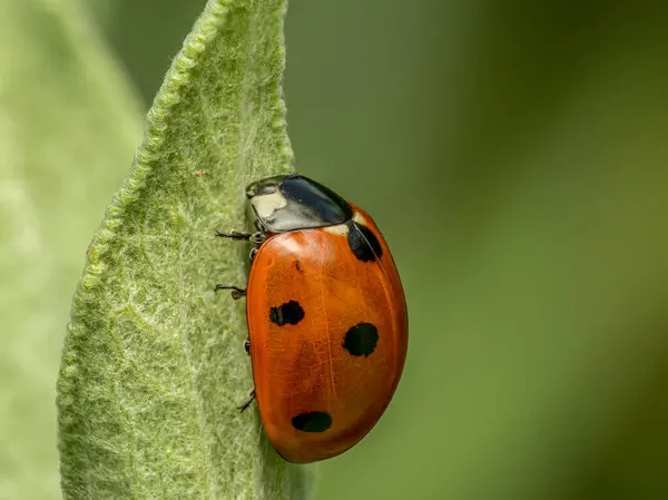 stock image Closeup of Ladybird climbing green leaf