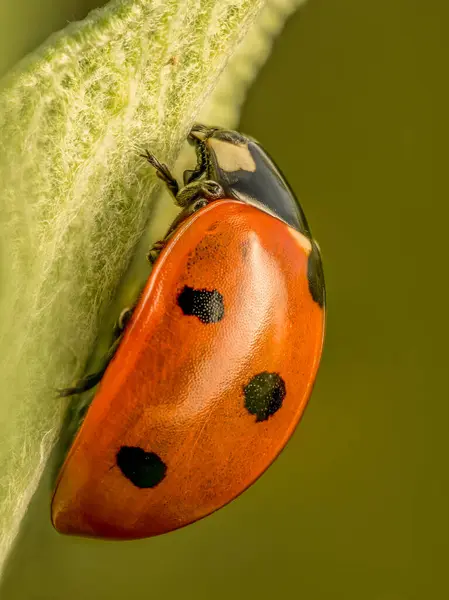 stock image Closeup of Ladybird on green leaf