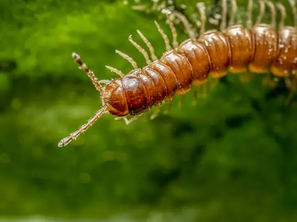 stock image Closeup clip of centipede crawling on green leaf