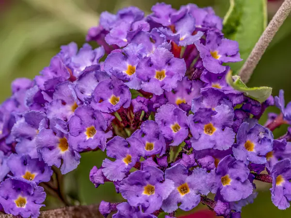 Royal Red veya Buddleia Davidii çiçeklerini yakından çek.