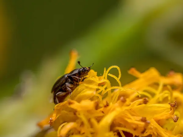 stock image Closeup clip of common pollen beetle eating yellow flower pollen