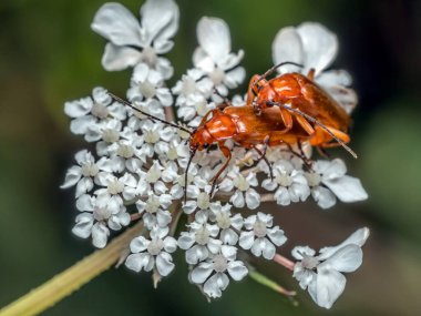 Closeup of male and female Common Red Soldier Beetles mating on white flower clipart