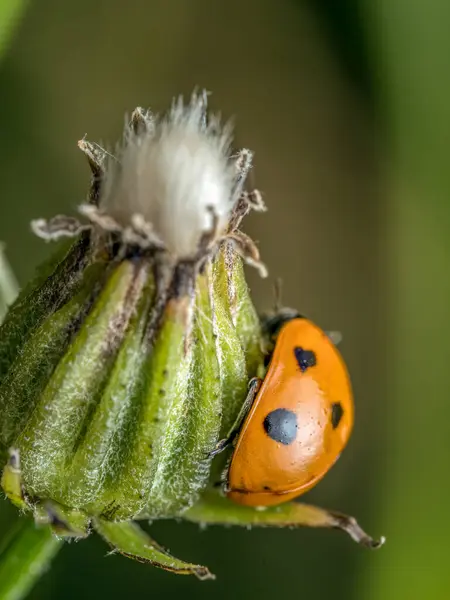 stock image Closeup of Ladybird climbing up a garden flower bud