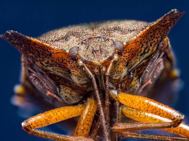 Kırmızı bacaklı Kalkan Böceğinin yakın çekimi