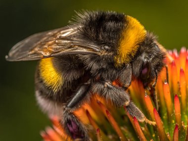 Yaban arısının yakın plan çekimi, ekinezya çiçeklerini tozlaştırıyor.