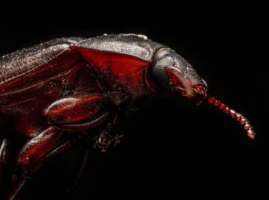 Siyah arka planda kahverengi halı böceğinin aşırı makro görüntüsü