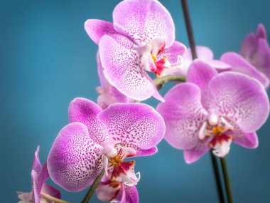 Mavi arkaplanda çiçek açan pembe orkide çiçeklerinin yakın çekimi