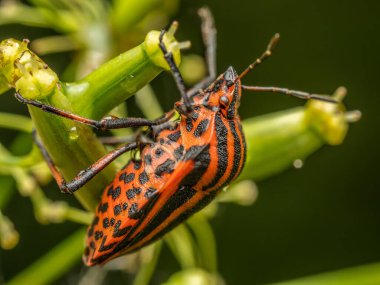 Closeup shot of European Striped Shield Bug hanging on a plant stem clipart