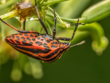 Bir bitki sapında asılı Avrupa Çizgili Kalkan Böceği 'nin yakın çekimi
