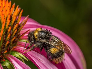 Şiddetli yağmurdan sonra ekinezya çiçeğinin başında dinlenen ıslak bir yaban arısının yakın plan çekimi.