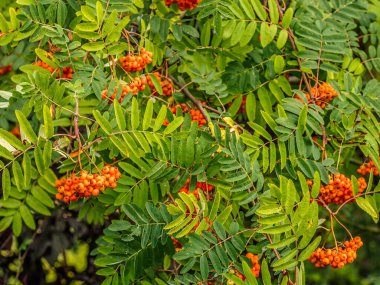Olgunlaşan meyvelerle dolu Rowan şubelerine yakın