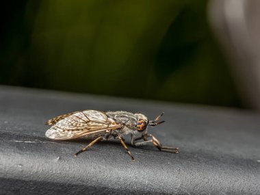 Closeup of common horse fly sitting on metal surface clipart