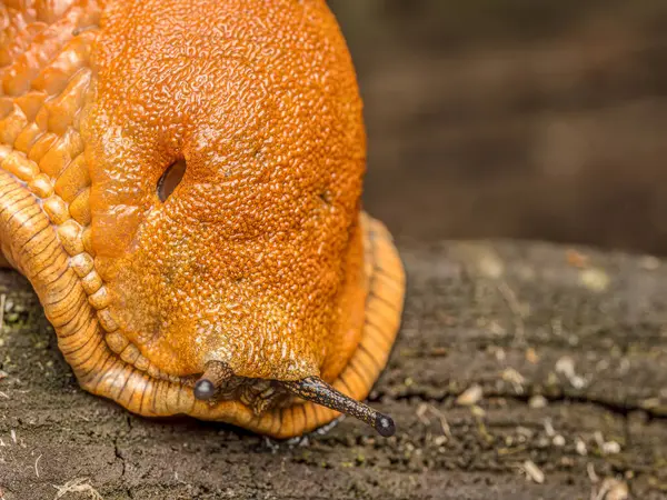 stock image Spanish slug snail crawling on wooden surface