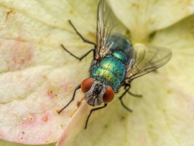 Avrupa Yeşil Şişesi 'nin yakın plan çekimi Çiçek başlığı üzerinde dinleniyor