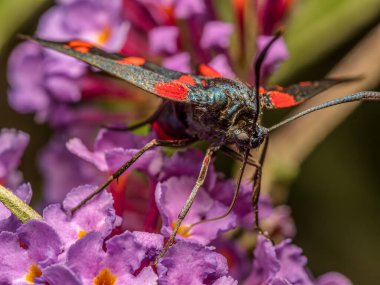 Budleia çiçeklerinde oturan Transalpine Burnet güvesinin yakın plan fotoğrafı.