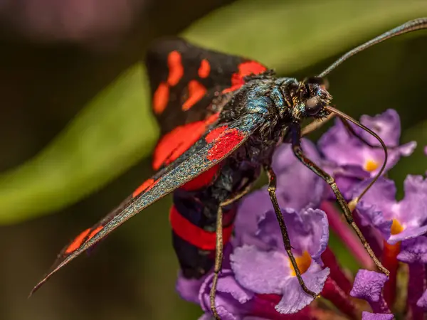 Stock image Closeup shot of Transalpine burnet moth sitting on buddleia flowers