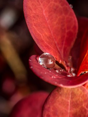 Bahçe yapraklarındaki çiğ damlacıklarının yakın plan çekimi.