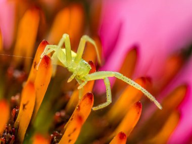 Yeşil Çimen Yengeci Örümceğinin Ekinezya çiçeğine yakın plan çekimi