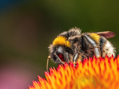 Yaban arısının yakın plan çekimi, ekinezya çiçeklerini tozlaştırıyor.