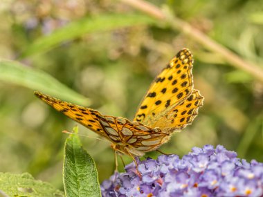 İspanya Kraliçesi 'nin Buddleia çiçeğinin üzerinde dinlenirken yakın plan çekimi.