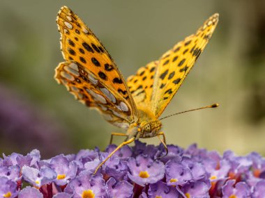 İspanya Kraliçesi 'nin Buddleia çiçeğinin üzerinde dinlenirken yakın plan çekimi.