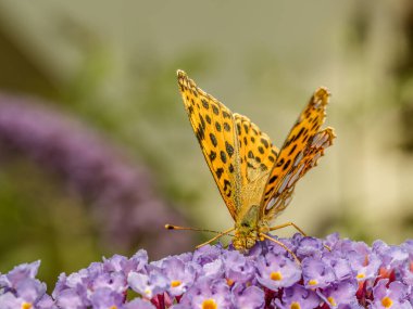 İspanya Kraliçesi 'nin Buddleia çiçeğinin üzerinde dinlenirken yakın plan çekimi.