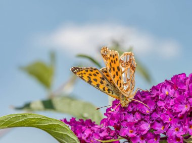İspanya Kraliçesi 'nin Buddleia çiçeğinin üzerinde dinlenirken yakın plan çekimi.