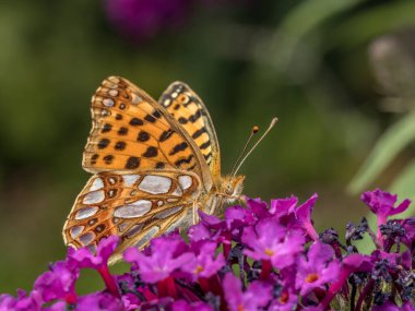İspanya Kraliçesi 'nin Buddleia çiçeğinin üzerinde dinlenirken yakın plan çekimi.