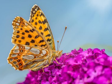 Closeup shot of Queen of spain fritillary resting on buddleia flower clipart