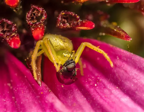 Stock image Closeup shot of Green Grass Crab Spider on echinacea flower with killed fly