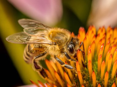 Bal arısı dölleyen ekinezya çiçeklerinin yakın çekimi