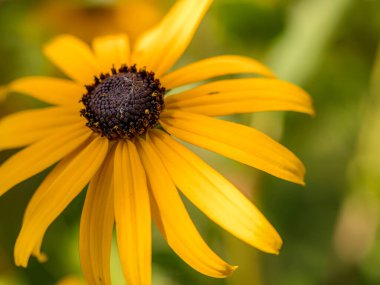 Siyah gözlü Susan 'ın çiçek açtığı yakın çekim.
