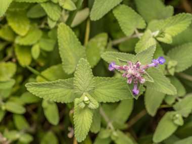 Yukarıdan çekilmiş bir demet çiçek.