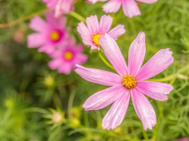 Bahçede yetişen pembe kozmos çiçekleri