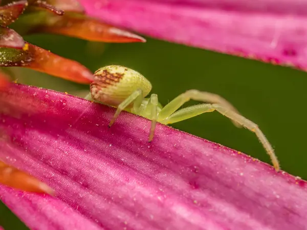 stock image Closeup shot of Green Grass Crab Spider hunting on echinacea flower